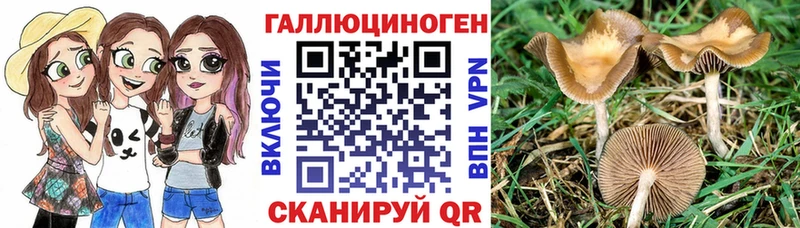 сколько стоит Первоуральск площадка формула Галлюциногенные грибы Psilocybine cubensis